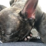 It's Good To Be The Puppy Maxwell - Badass in Training