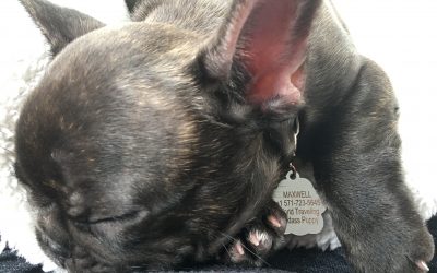 It’s Good To Be The Puppy