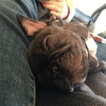 Puppy Purpose CDBF35E3-FA9B-4189-B664-D6049FCC3493