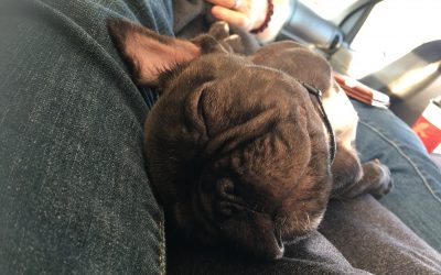 Puppy Purpose