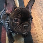 New Band Member! Meet Maxwell - Band Security and Food Tester Maxwell
