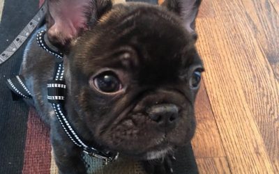 New Band Member! Meet Maxwell – Band Security and Food Tester