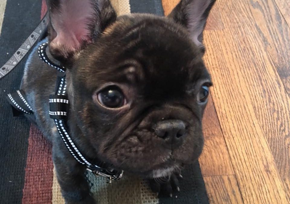 New Band Member! Meet Maxwell – Band Security and Food Tester