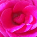 Rose Rose