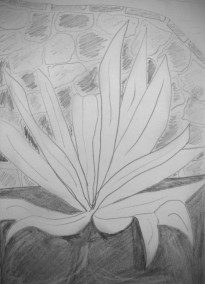 Aloe