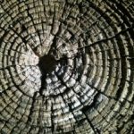 Tree Rings
