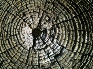 Tree Rings