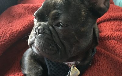 Maxwell Update – He’s Getting SO Big!