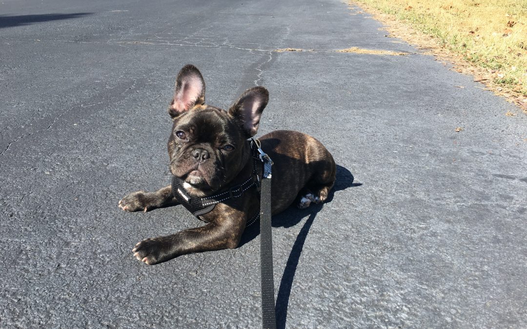 Still A Bulldog… I Do What I Want!