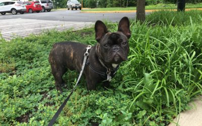 Max is FINALLY Trained!