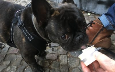 Diary From Berlin