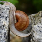 Motivation - Can You Will Yourself To Will? Yes! Snail Doing Impossible