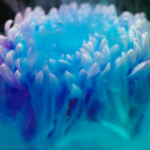 Dissolving Flower