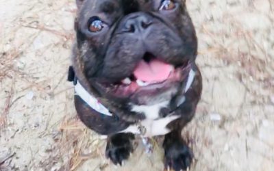 My Life: Maxwell The Frenchie – We Have A Beach Dog!