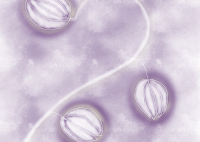 Orchid Vision