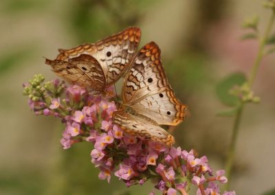 Connecting To Your Partner – Transcendence