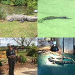 Even Gators Need Sanctuary, And Maybe A Spa Day 3CD003DF-5FE9-4D02-9546-A90095A6E6FF