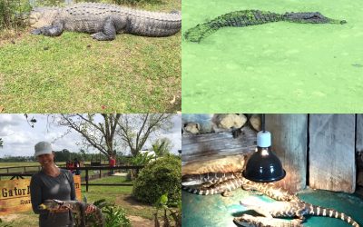 Even Gators Need Sanctuary, And Maybe A Spa Day