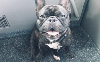 Maxwell – The Road Dog