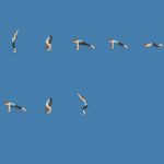 Major Surprises Hiding In The Time-Tested Sun Salutation Sequence DADF33D8-E5A9-4D28-B700-E8E827F17480