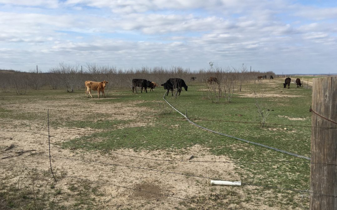 Stories – Waldo The Golden Calf