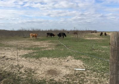 Stories – Waldo The Golden Calf