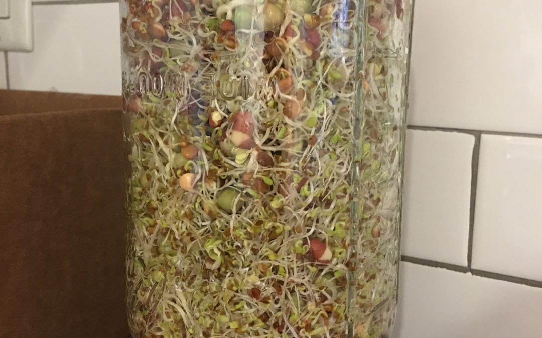 Growing My Own Sprouts And The Miracle Of Simple Raw Eating