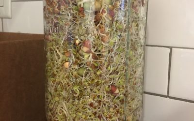 Growing My Own Sprouts And The Miracle Of Simple Raw Eating